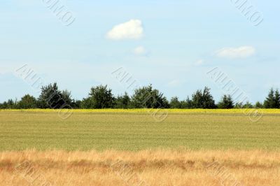 Field