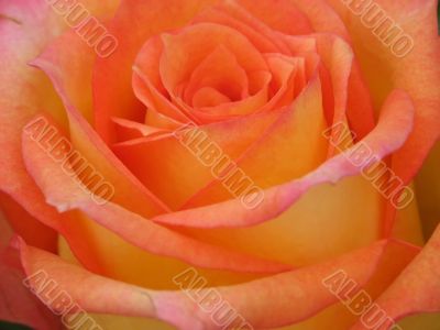 Orange Rose