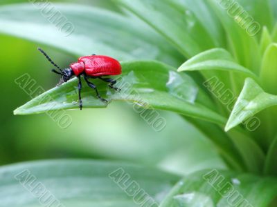 Red Bug