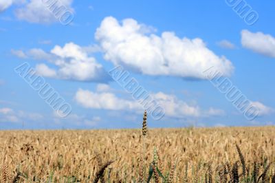 Wheaten