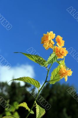 Yellow Bloom