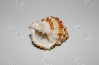 Sea Shell