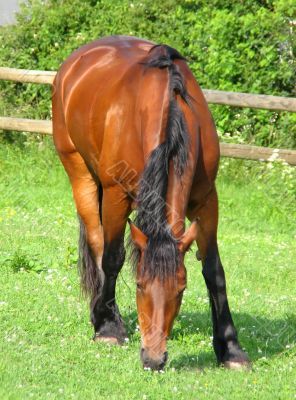 Brown Horse