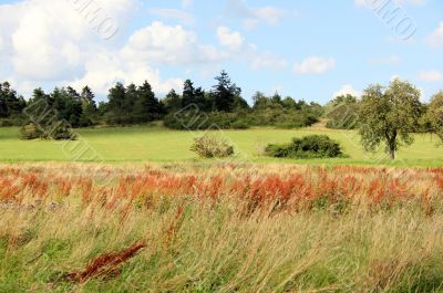 Wild Grass
