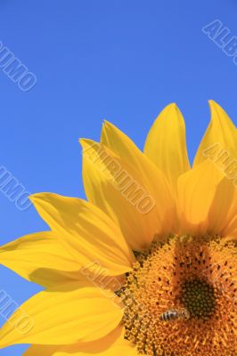 Sunflower with Bee
