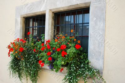 red flowers at the window