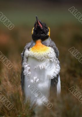 Penguin chicken