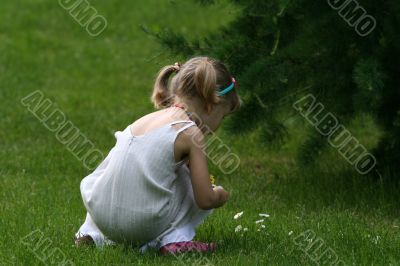 The girl collecting camomiles on a wood glade