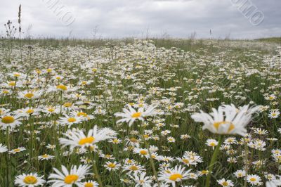 Field from white camomiles