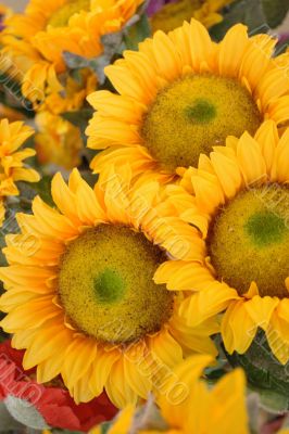 Round sunflower with yellow petals