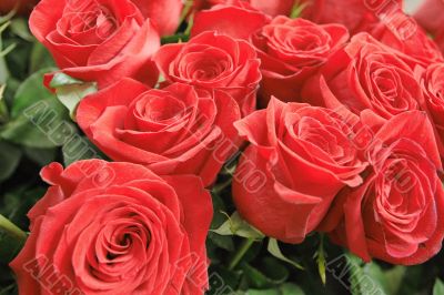Bouquet of red roses