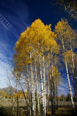 Autumn, golden aspens