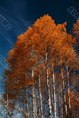 Autumn, golden aspens
