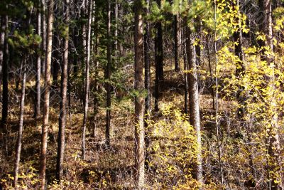 Lodgepole pines, and aspens