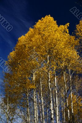 Autumn, golden aspens