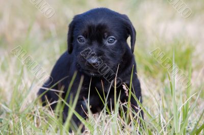 adorable small dog