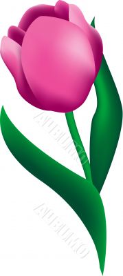 Tulip Flower