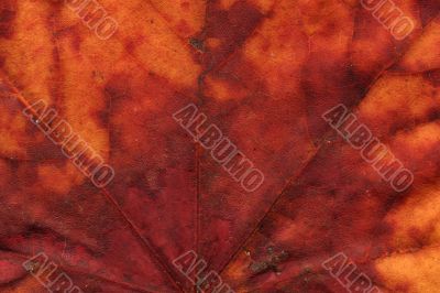 vivid autumnal colors