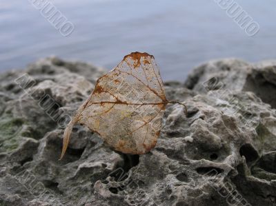 Leaf and Stone
