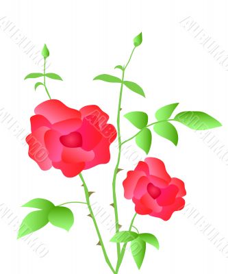 Rose plant