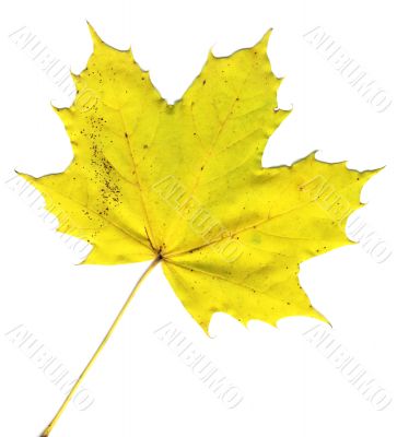 autumnal leaf