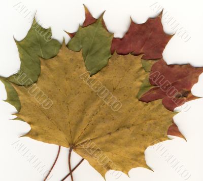 autumnal leaf