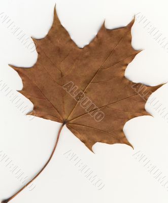 autumnal leaf
