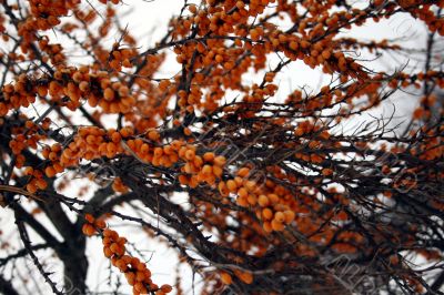 Sea-buckthorn