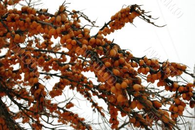 Sea-Buckthorn