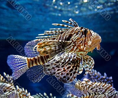 motley fish