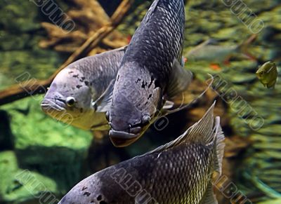 group of fishes in aquarium