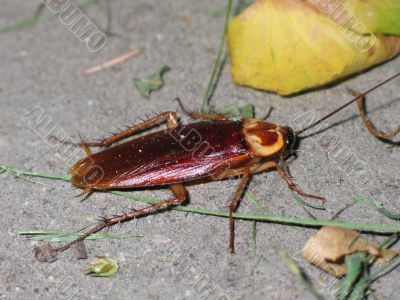 red roach