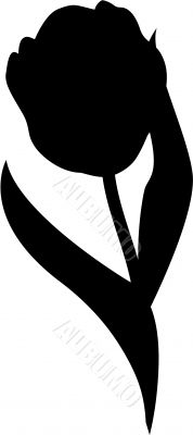 Silhouette Tulip Flower