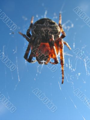 spider and sky