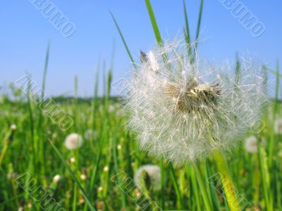 white dandelion 03