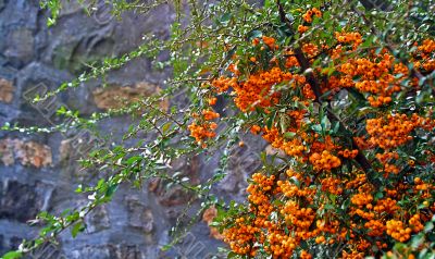  bush with ripe juicy berries