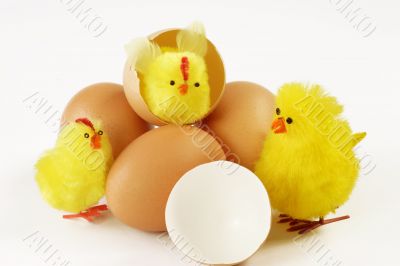 Hatched chicks