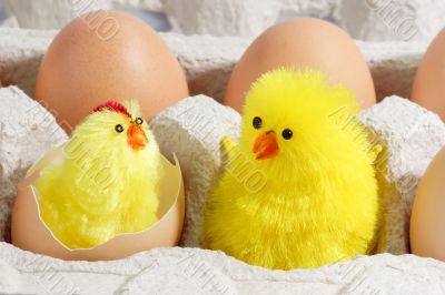 Two Chicks