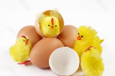 Yellow chicks
