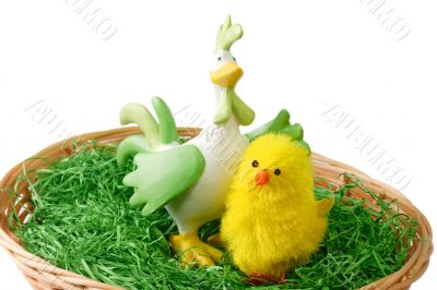 Cute birds