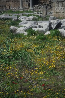 Poppies and ancient Greek columns