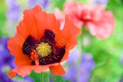 Poppy flower