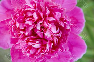 Pink peony