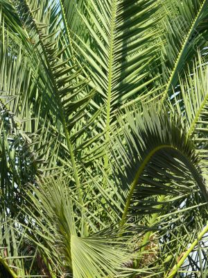 Date Palm, Phoenix dactylifera