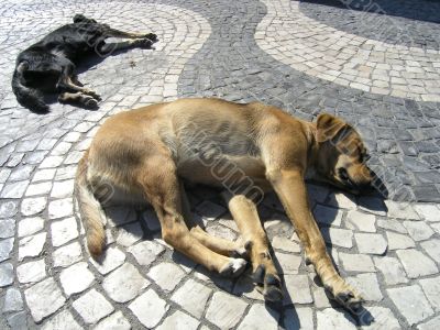 Two dogs sleeping in the street