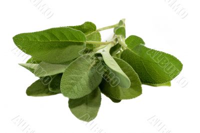 Sage Leaves