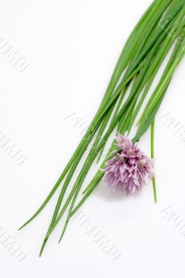 Fresh Chive
