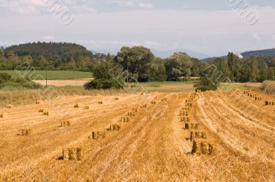 Haystacks. Harvested wheat. Biofood.