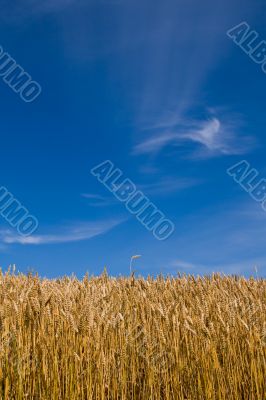 Wheat field