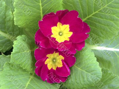 Purple Primrose